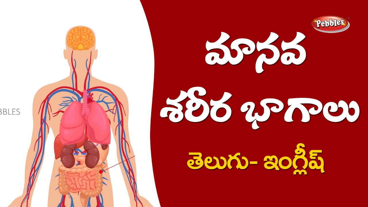 Parts of The #Body in English - Telugu | Human Body Parts Names | మానవ శరీర భాగాల పేర్లు