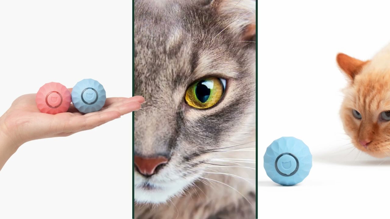 Das ist kein Katzenspielzeug