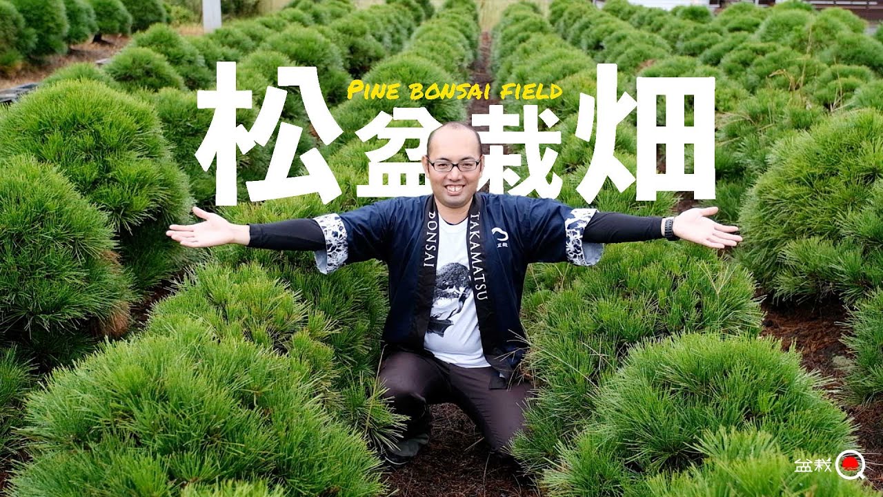 松盆栽の畑が激アツでした！北谷養盛園【盆栽Q】