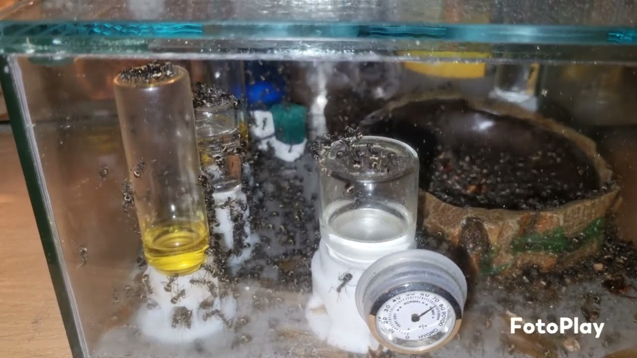 Ameisenfarm mit Weberameisen Polyrhachis dives Kolonie Fortschritt 2025