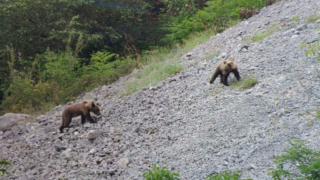 Animales salvajes, en Asturias, verano 2022
