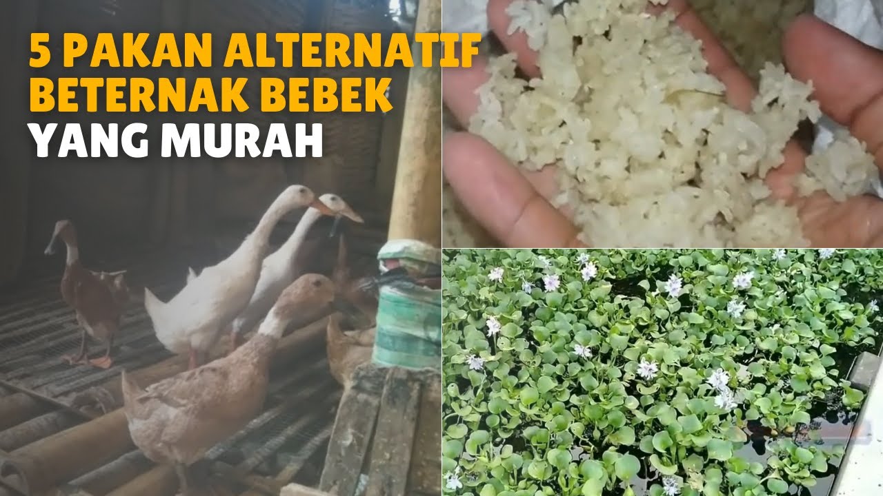 5 Pakan Alternatif Beternak Bebek Yang Murah