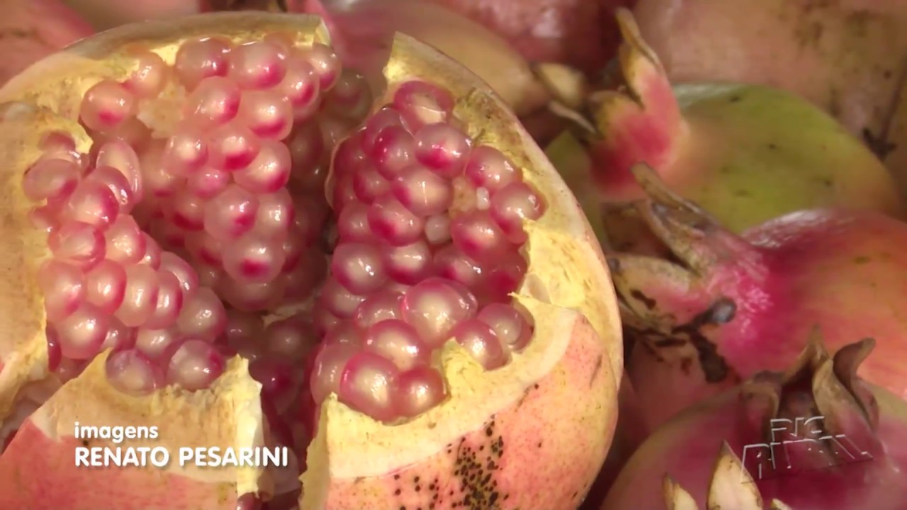 Produtores apostam no cultivo de romã no Norte do Paraná
