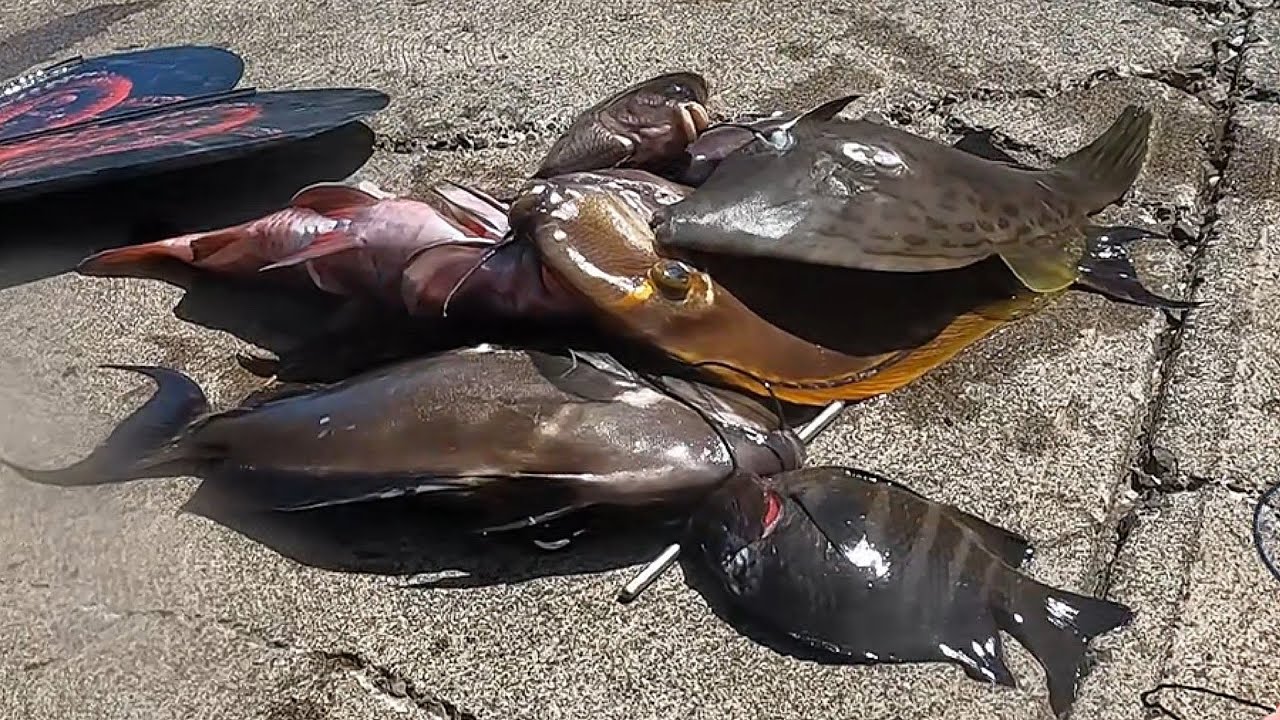 Another Good Day Of Spearfishing
