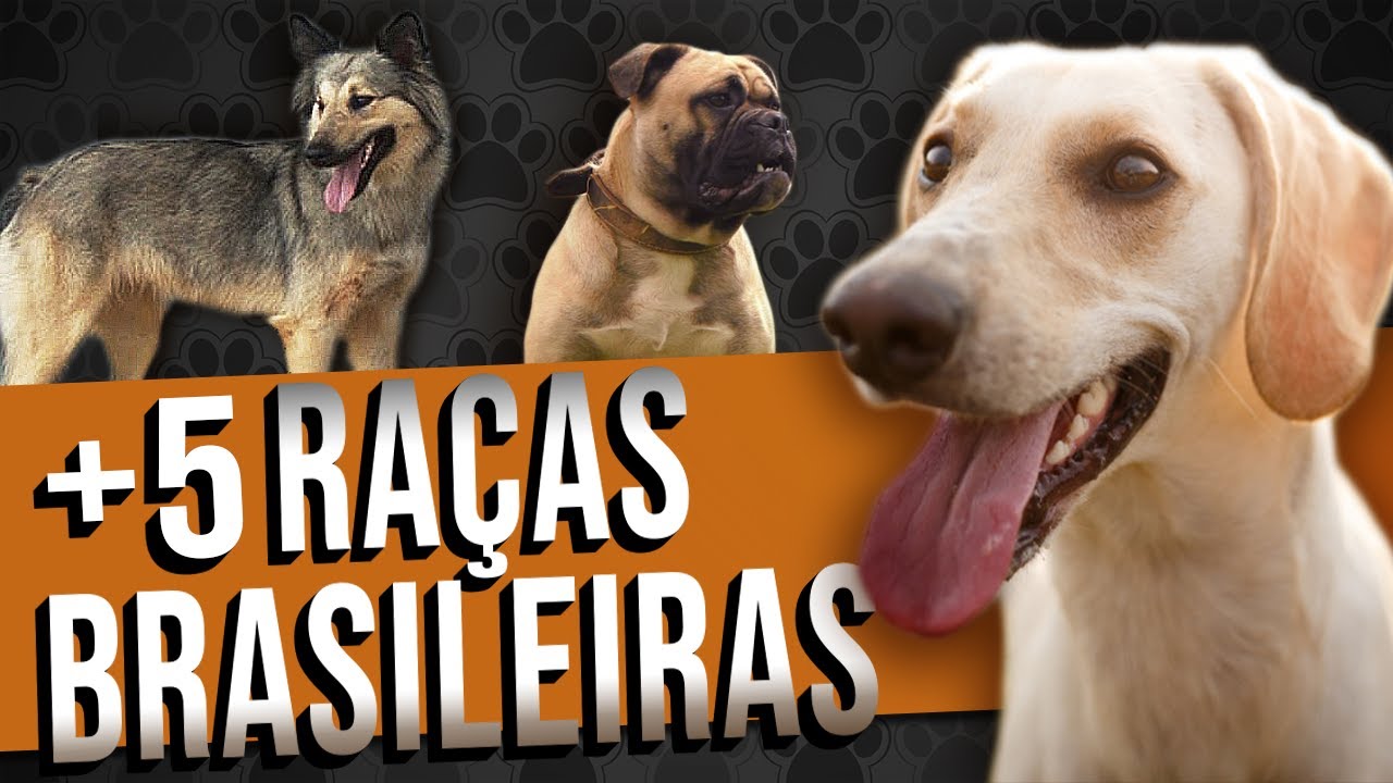 RAÇAS BRASILEIRAS parte 2 - TOP 5