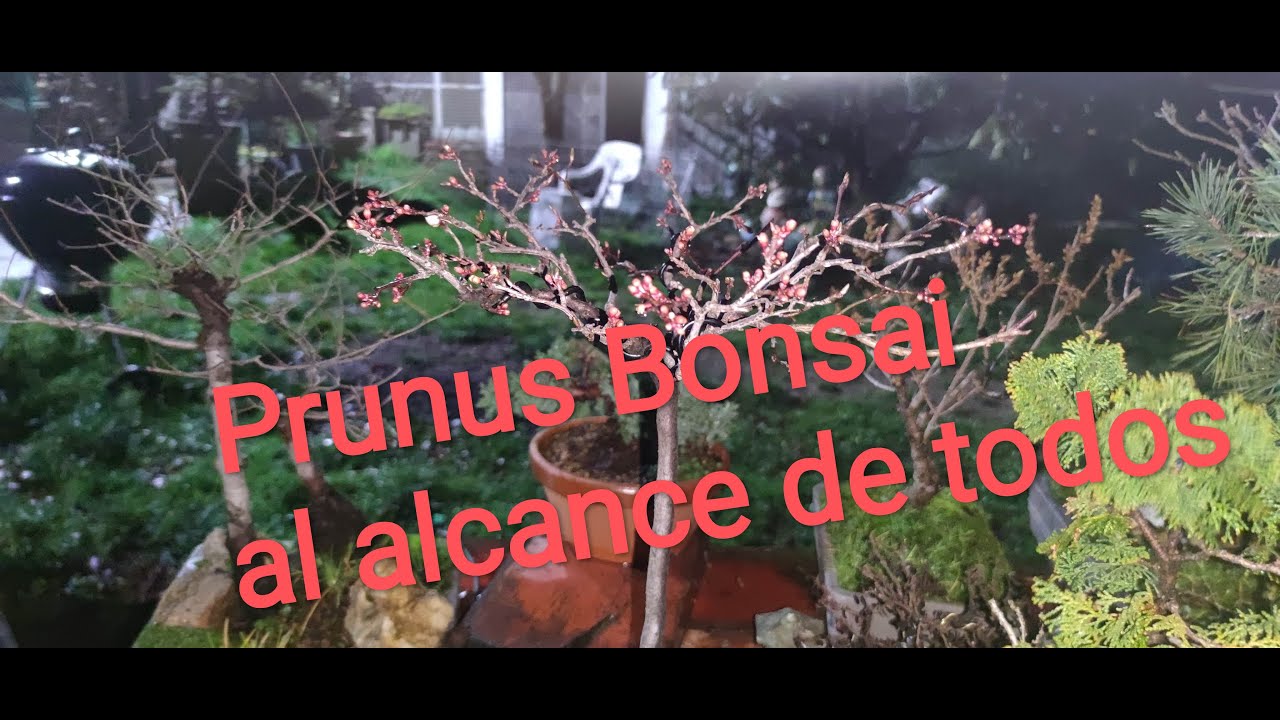 Prunus cerasifera bonsai 1ª Parte