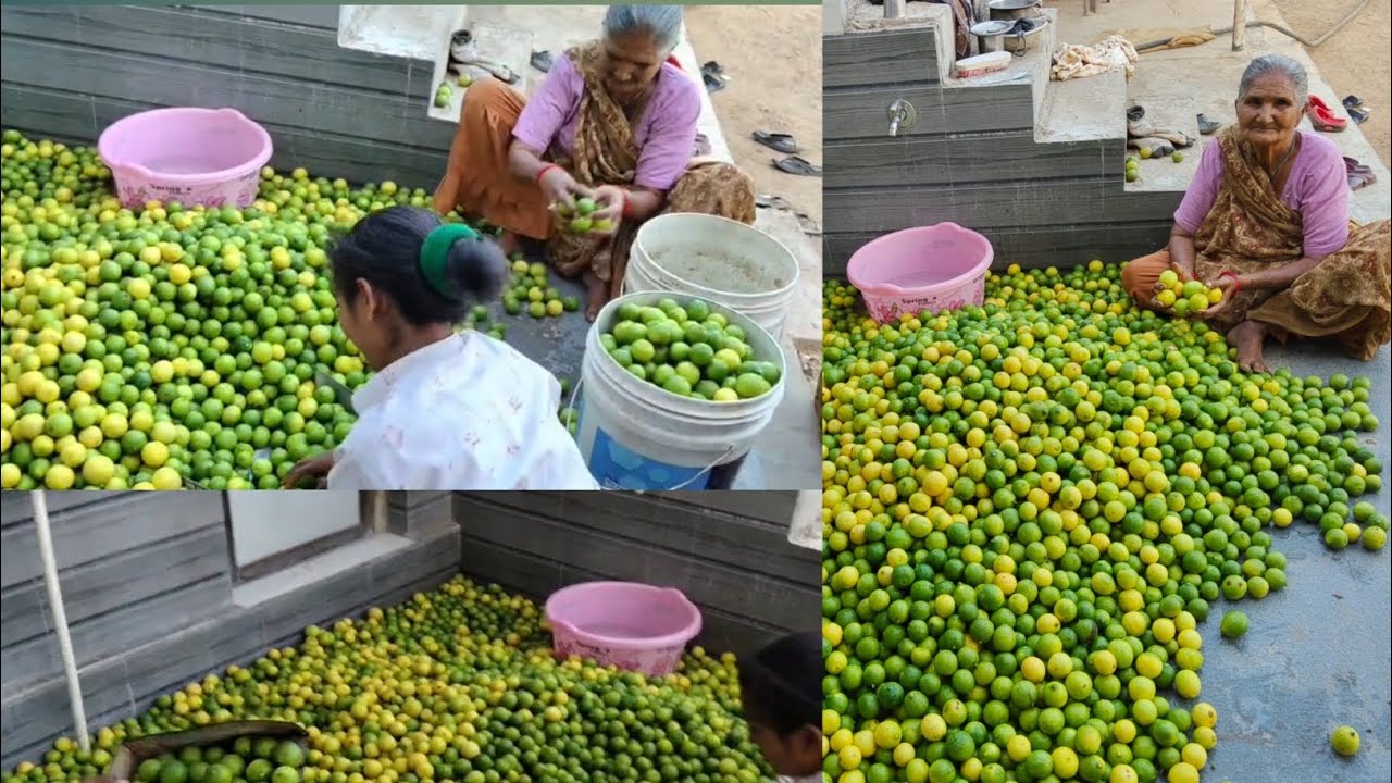 150 રુપિયા ના કિલો🍋લીંબુનો ઢગલો 🍋 | એક દિવસમાં એટલા બધા લીંબુ ઉતાર્યા | Lemon Harvest Village// 