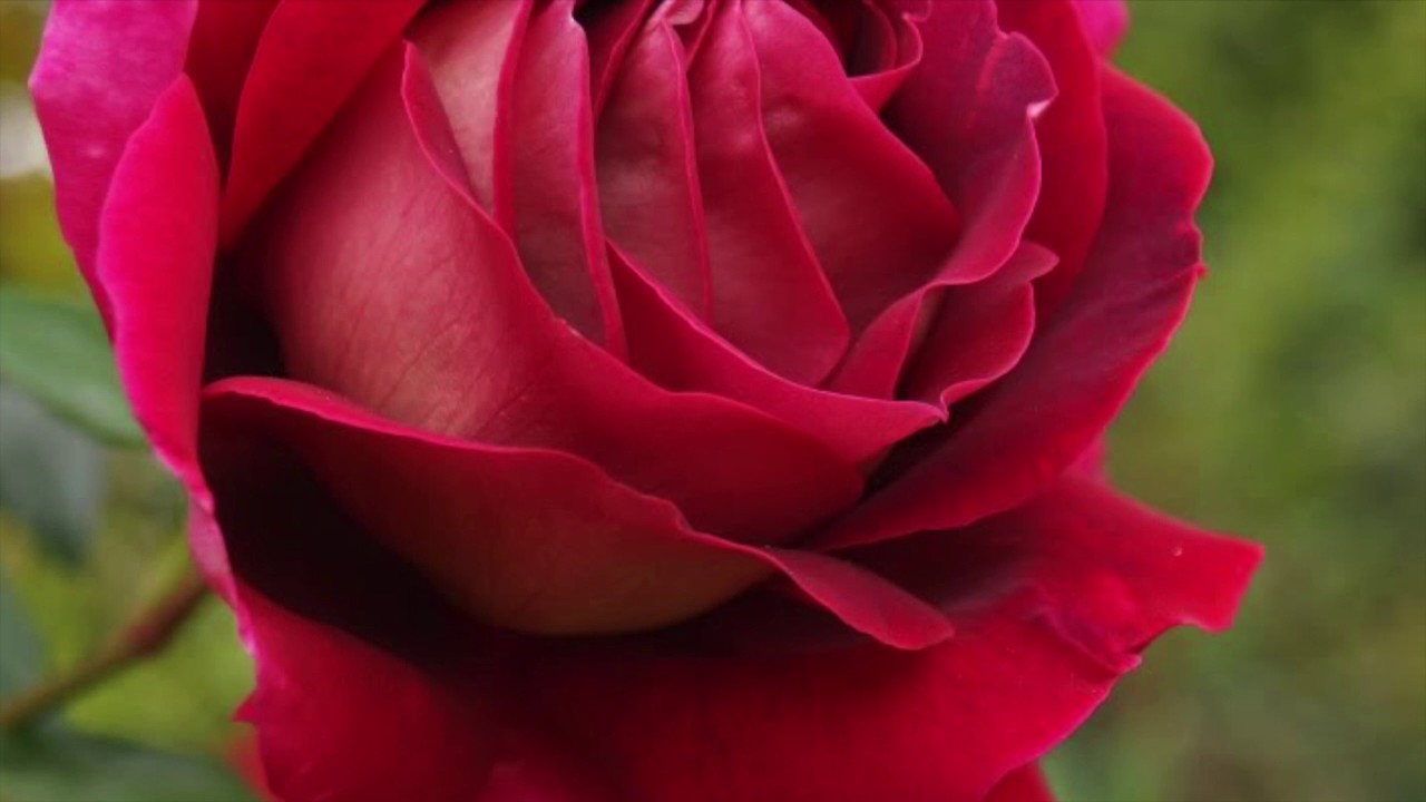 Victoria Avetisyan (Rose) Փոքրիկ տղան մի վարդ տեսավ...