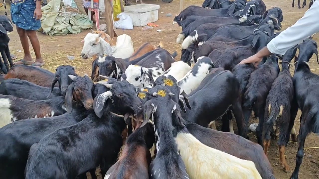 Gudur sheep Goat market today 12 9 2025 గూడూరు మేకల సంత లో ఈ వారం ధరలు #goat ALIKHAN KRK