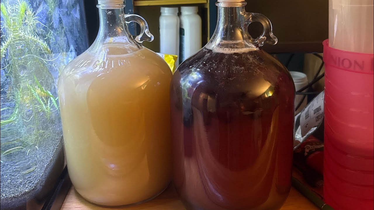 First Time Making Blackberry Mead - Uncut Footage Step BY Step