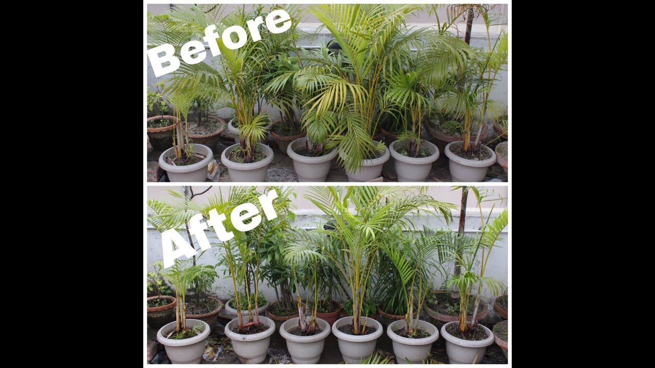 how to prune Areca palm (in HINDI)