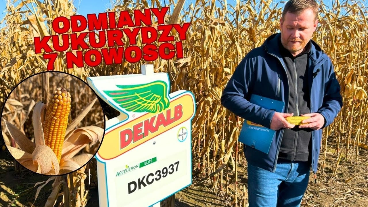 7 nowości kukurydzianych od DEKALB