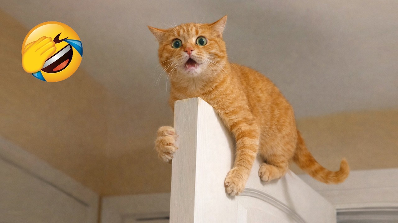 The FUNNIEST Cats Shorts Ever 😻🐶 You Laugh You Lose 🤣