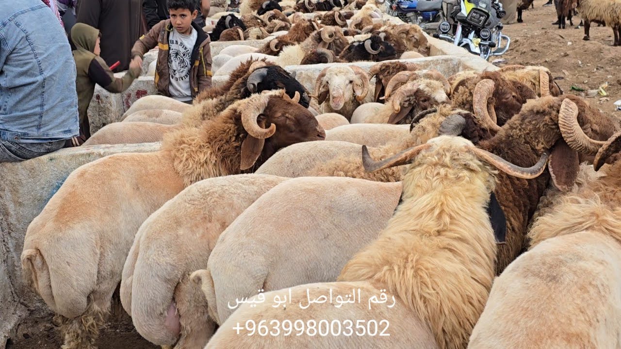 سوق الغنم في مدينه الدانا 20\10\2025 حركه السوق وأسعار اللحم وأسعار الغنم العواس السورية 