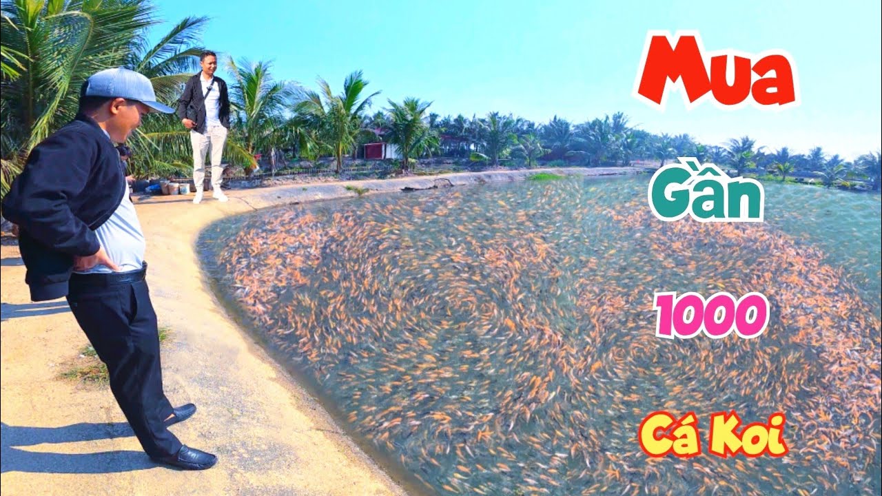 Chơi Lớn Mua Thêm Gần 1000 Con Cá Koi Loại Siêu To Và Nhỏ Về Thả Ao Thiên Nga / Quế Nghịch