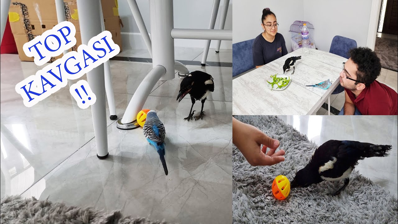 PAŞA VE ŞANSLININ KAVGA ANI !! DİĞER SAKSAĞANI KAYBETTİK ÇOK ÜZGÜNÜZ