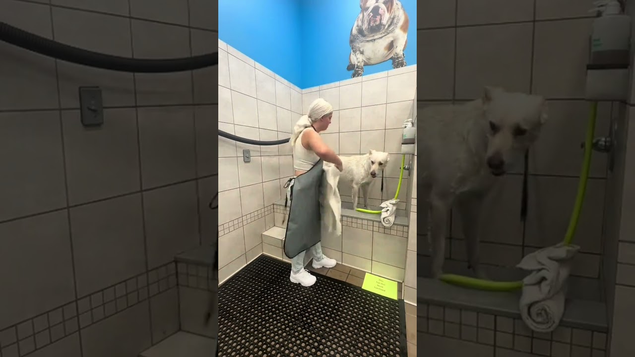 Pet Supplies Plus Self Wash Station!