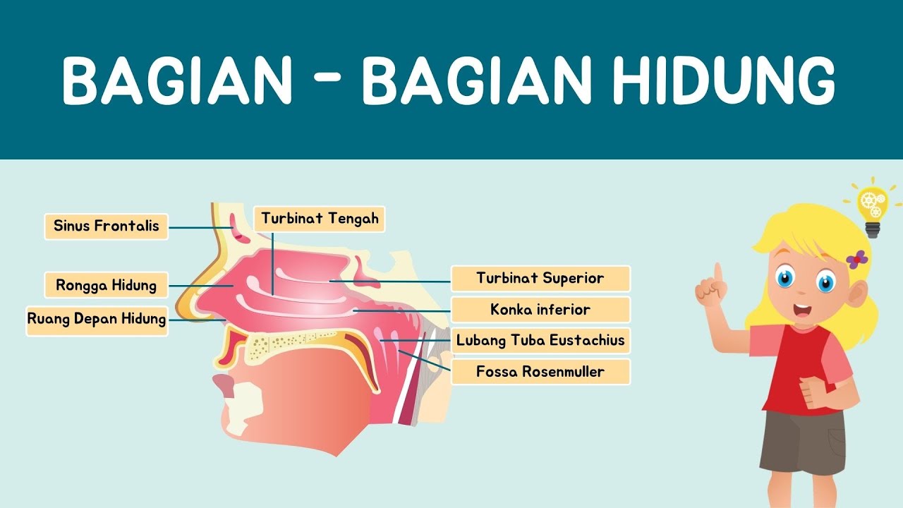 Mengenal Bagian Bagian Hidung #bagiantubuh #hidung #anatomi