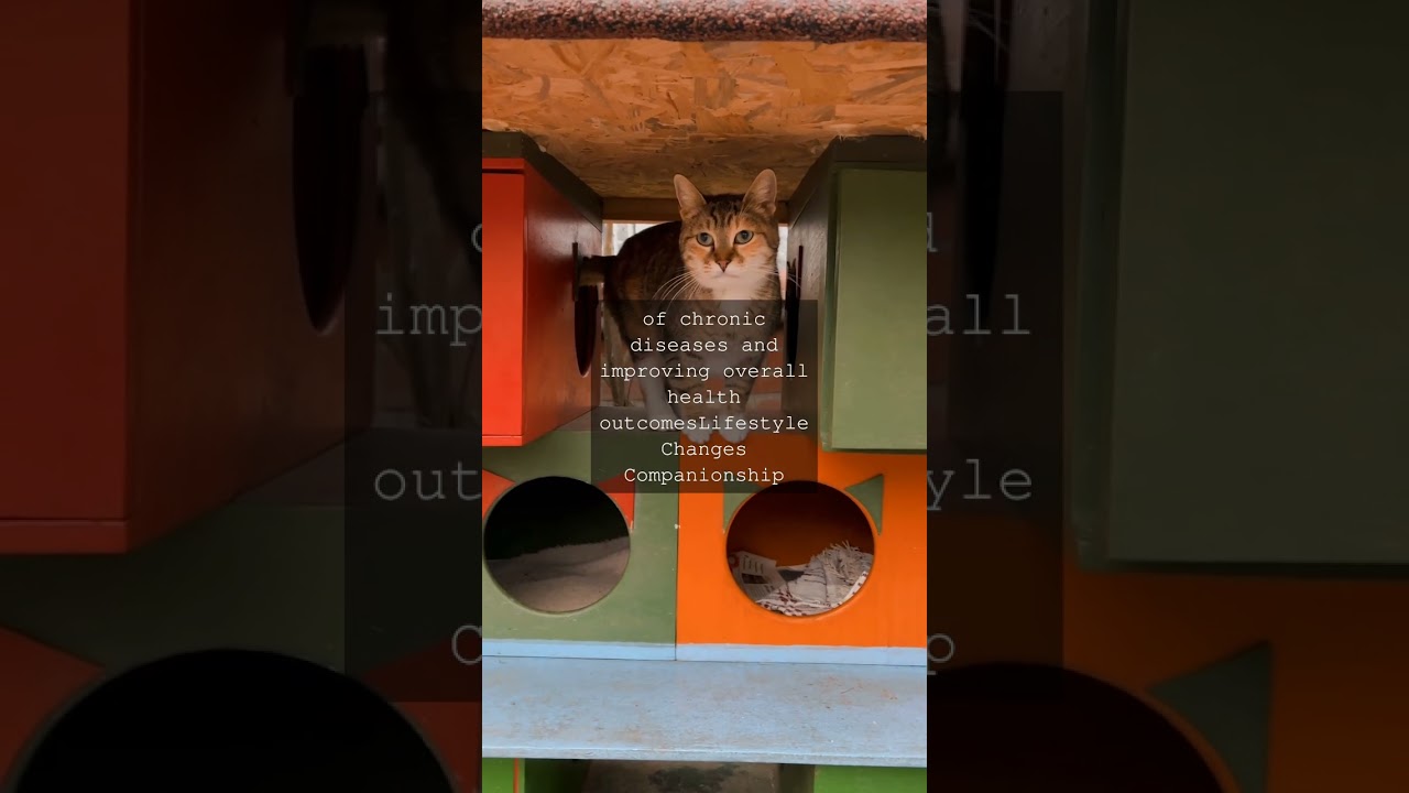Title Purrfectly LongLived How Cats Life Expectancy Has Nearly Doubled in Just Five...