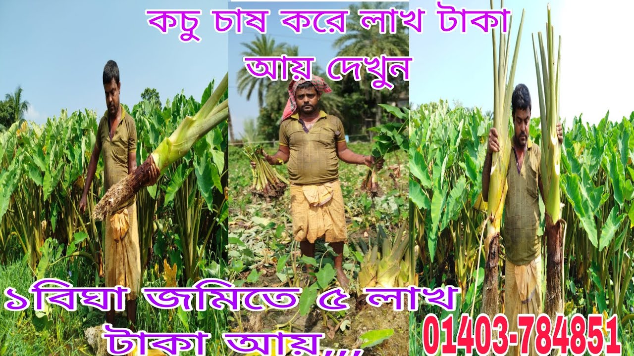 ১ বিঘা জমিতে ৫ লাখ টাকা আয় না দেখলে মিস কচু চাষ পদ্ধতি নাটোর এর বোম্বাই কালো কচু#farming #kochu #কচ