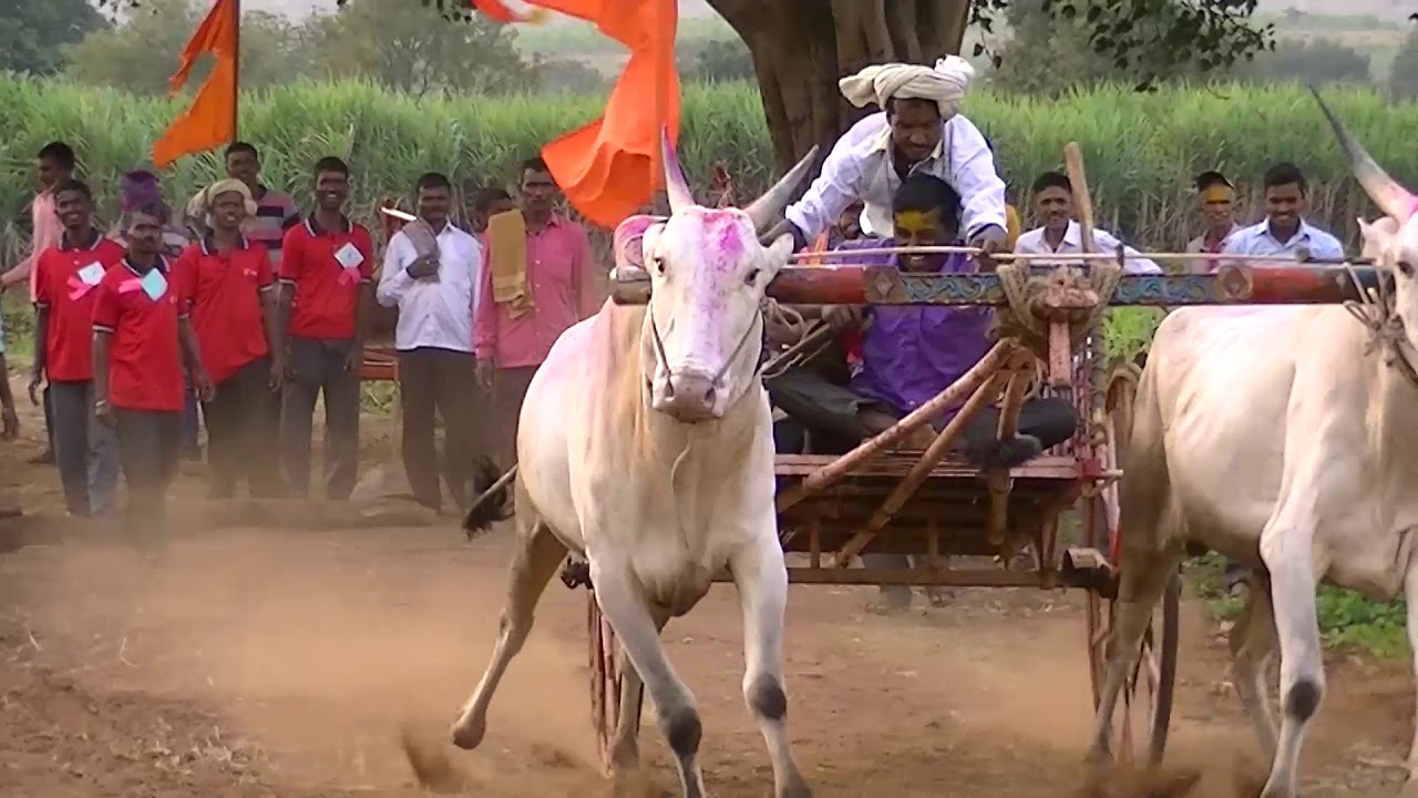 Senior bullocks running in Karaguppi race