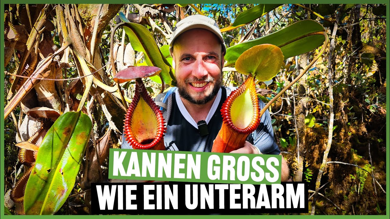 #282 Mount Trusmadi - Typusstandort von N. macrophylla & N. x Trusmadiensis