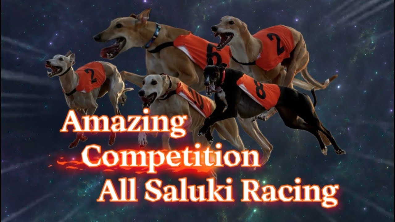 Amazing Saluki Competition Race 2000mtrs