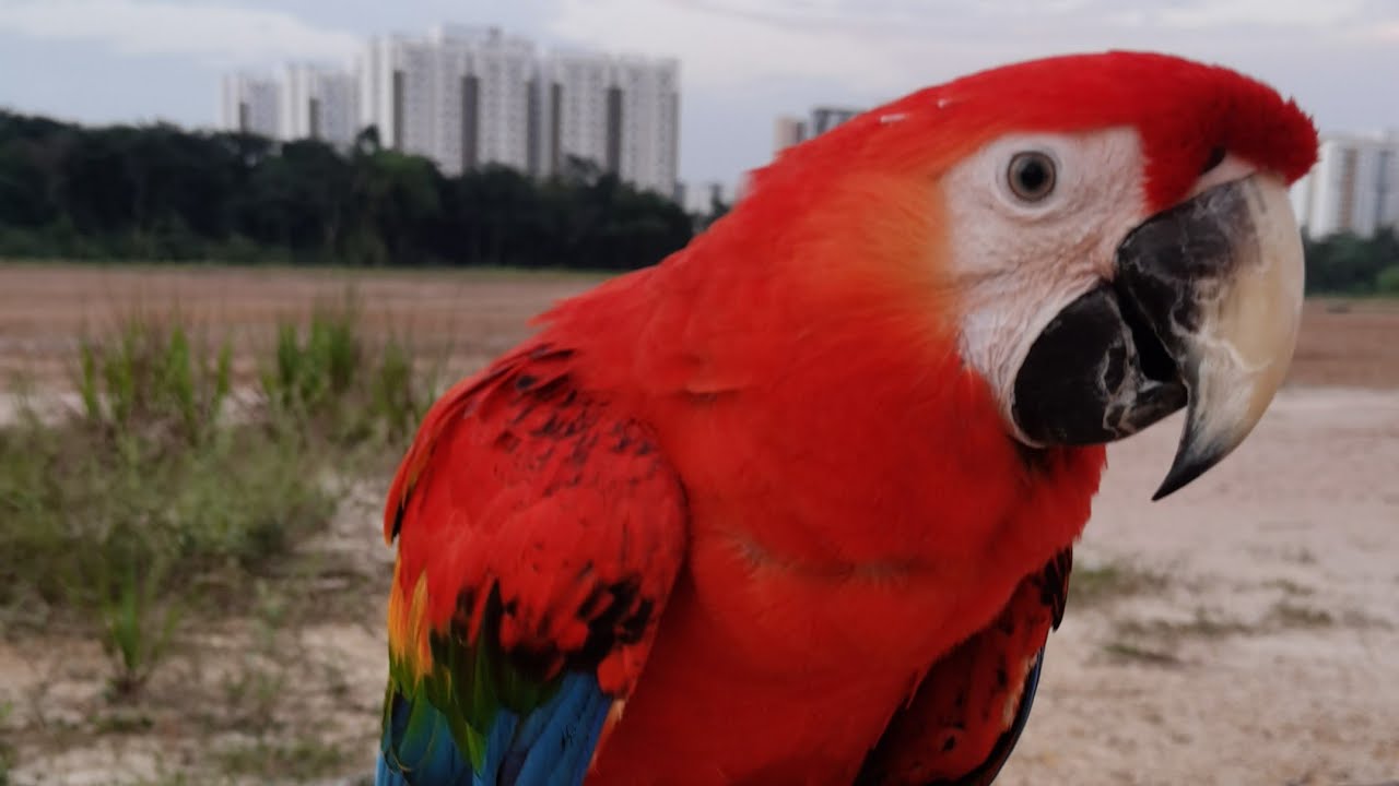 Successfully Train A Ruby Macaw - Free Flight Easy Tips and Tricks