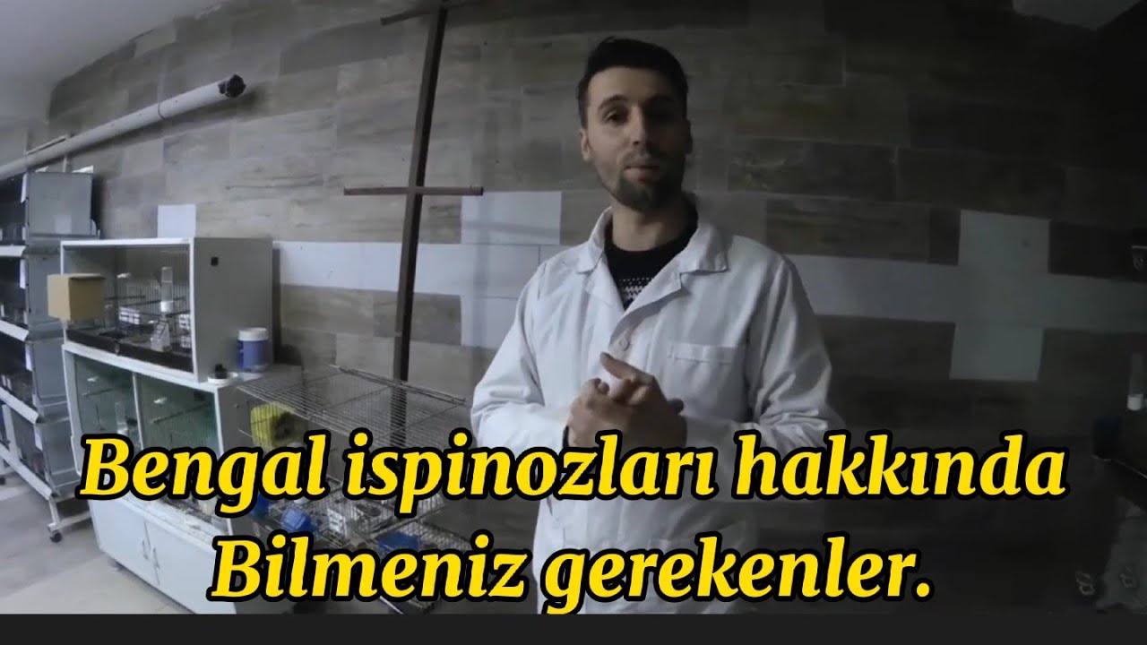 Bengal İspinozlar nasıl yetiştirilir ? Bengal ispinozu hakkında #Bengalispinozu #kanaryadünyası