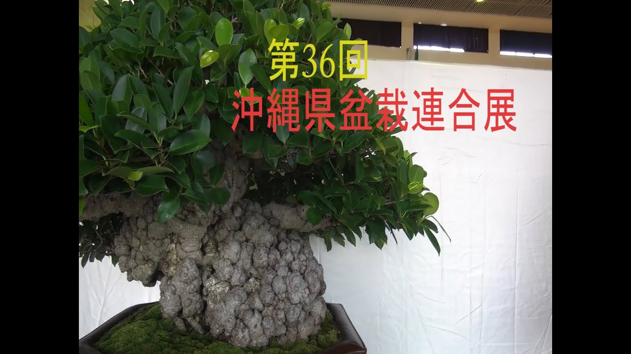 第36回沖縄県盆栽連合展 BONSAI WROLD [162]