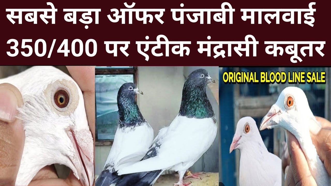 7/2/26/ सबसे बड़ा ऑफर नसली असली कबूतर  साथ पंजाबी मालवाई गाँव वाले 350 एंटीक मंद्रासी 400 बुकिंग मे 