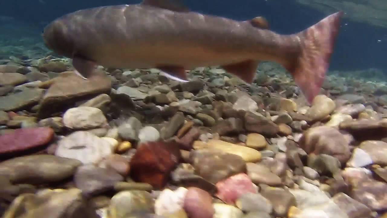 Trout Porn