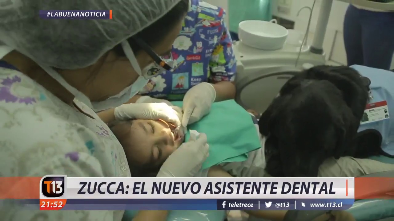 Perros terapeuta acompaña a niños al dentista