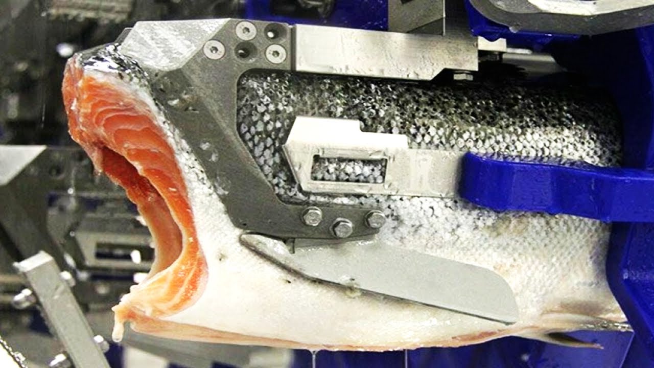 COMO se HACE el SALMON AHUMADO | Producción en MASA de FILETES de SALMÓN en las FÁBRICAS