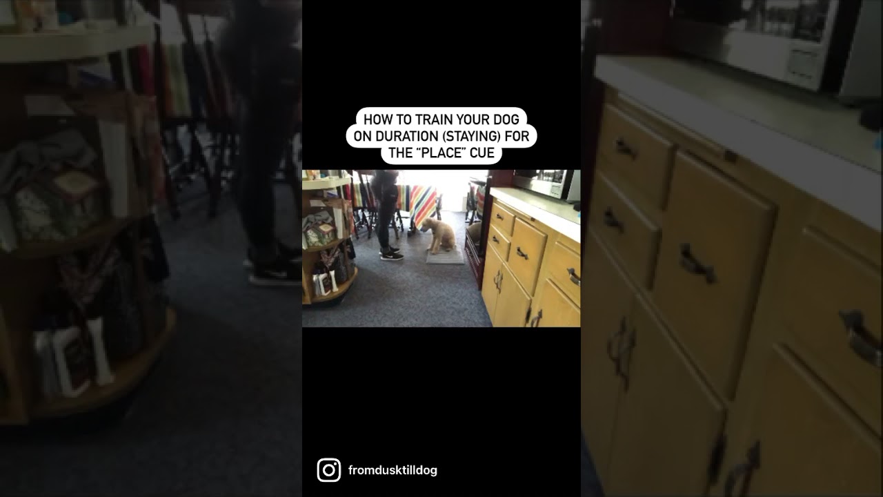 Training Your Dog on Duration for the &ldquo;Place&rdquo; Cue