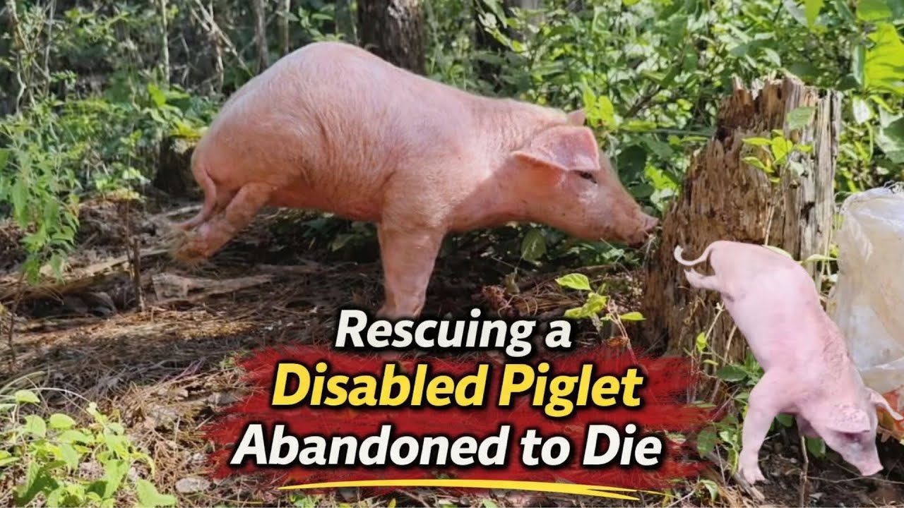A Disabled Piglet Abandoned on the Mountain: A Rescue Journey (Part 1) 