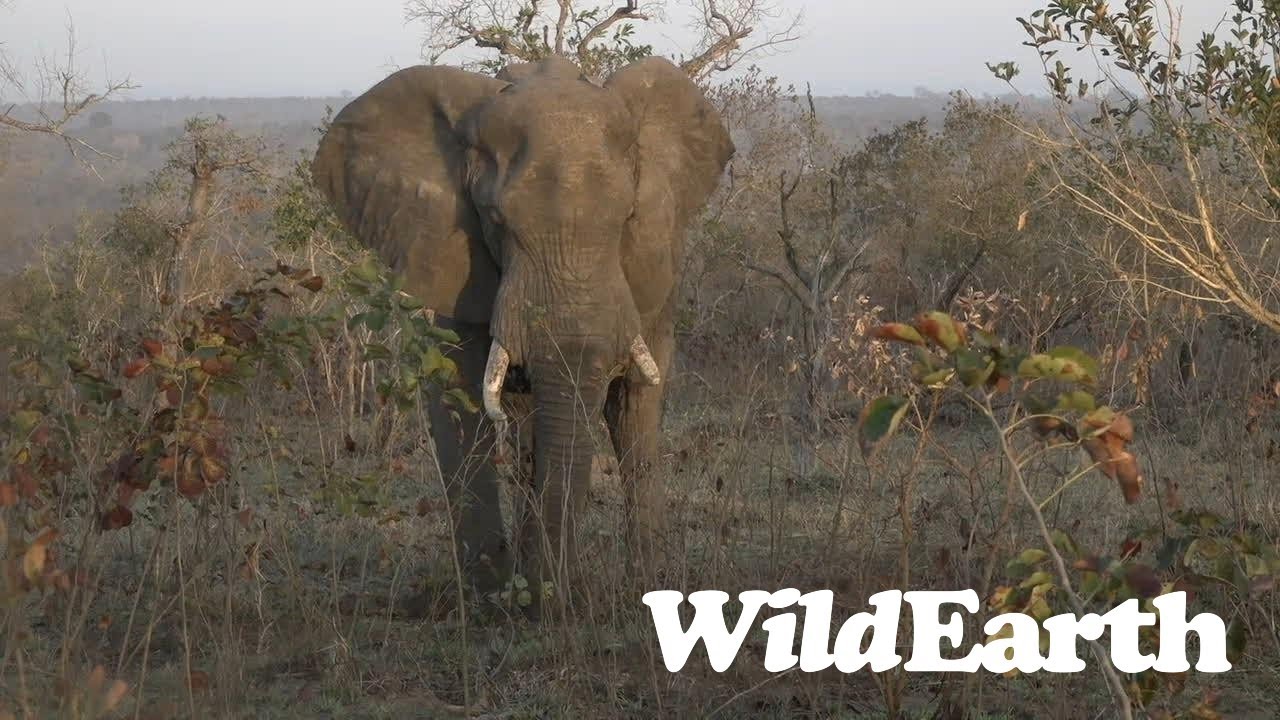 A Madikwe Leopard!