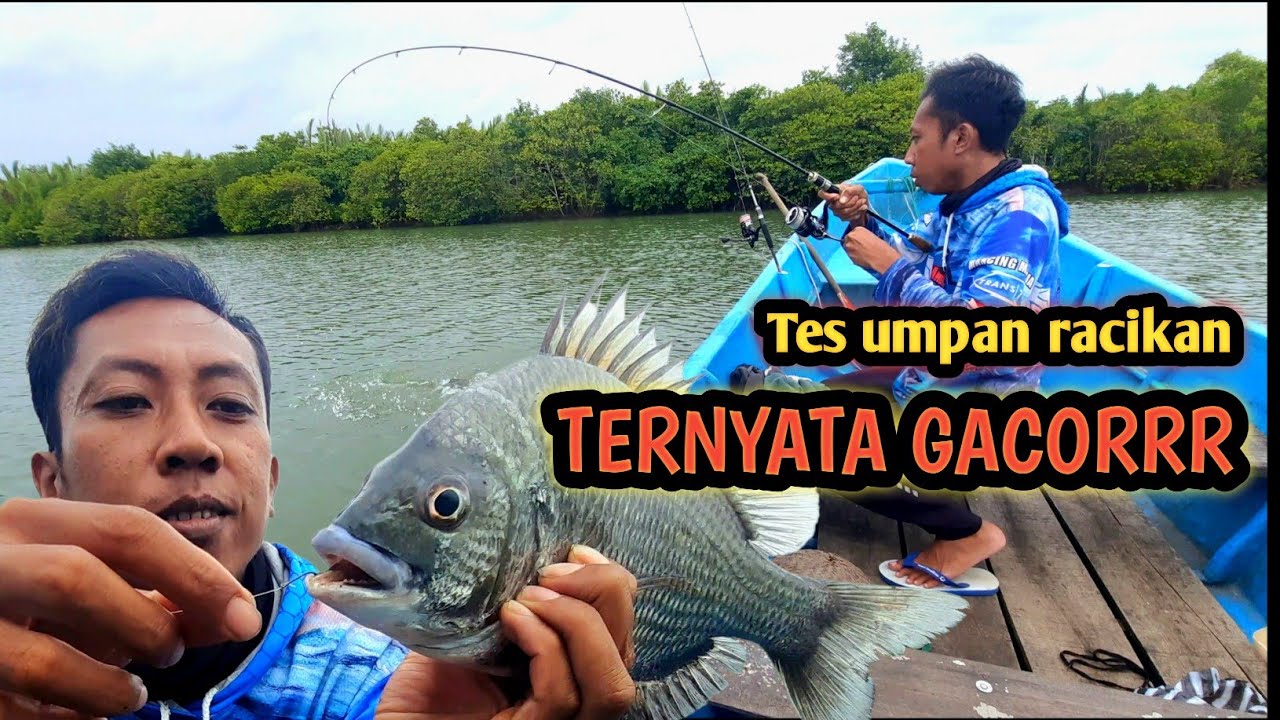 Tes umpan racikan mancing ikan bekukon ternyata gacor