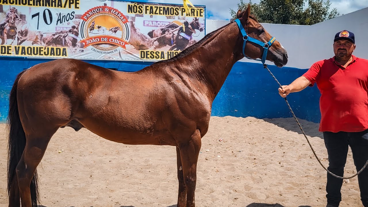 CAVALOS DE VAQUEJADA (QUARTO DE MILHA) Á VENDA  DIRETO DO HARAS JOÃO DE CHICO!