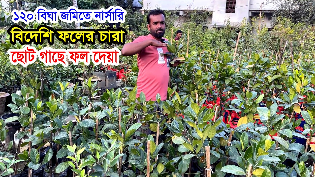 ছোট ছোট গাছে ফল দেওয়ার মতো বিদেশি ফল গাছের চারা এখানে | ১২০ বিঘা জমিতে নার্সারি- ফলের চারার মূল্য