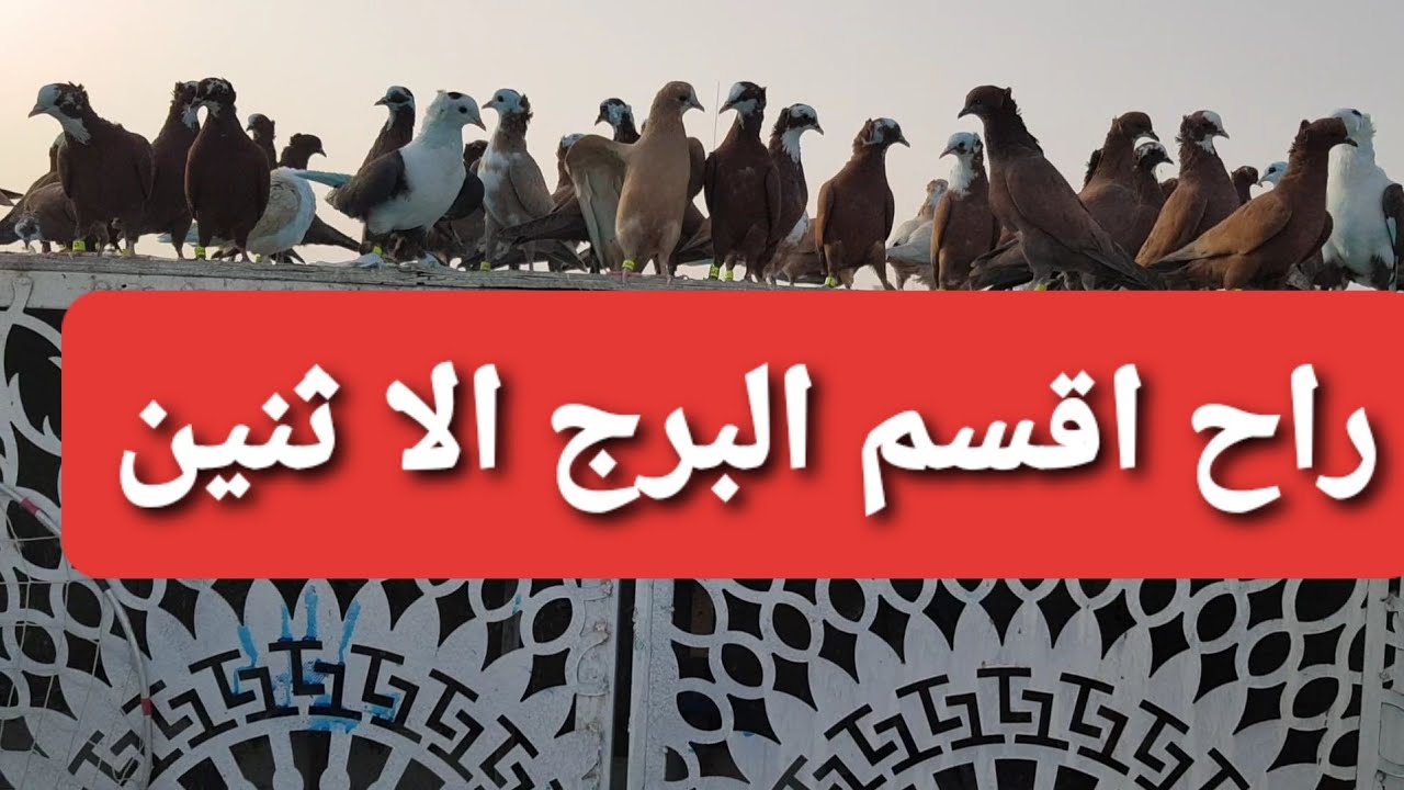 39يوميات سطح فارس الكربلائي اليوم المطيار عل جوع افضل علاج وصحى لطير