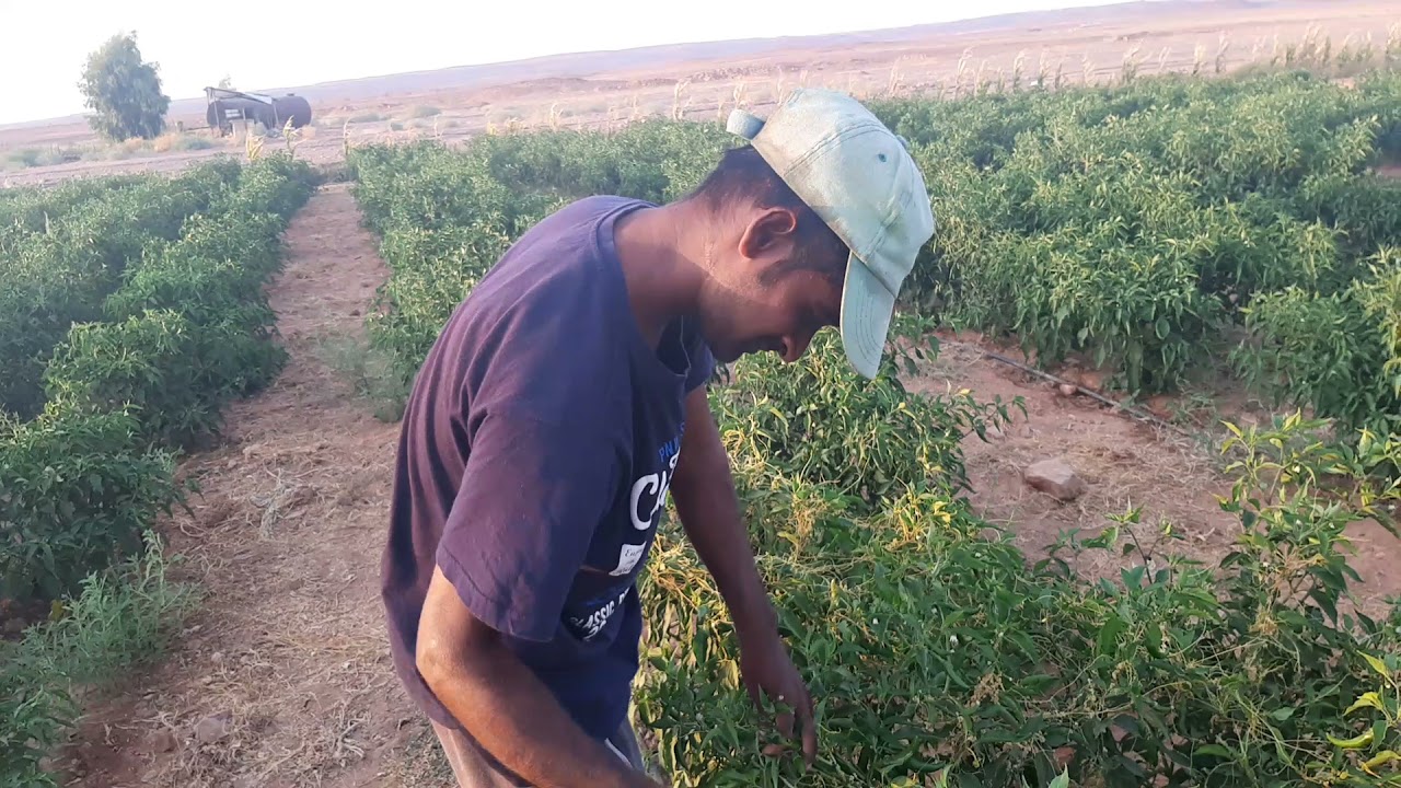 সৌদি আরবের মরিচ চাষ 🌶️🌶️🌶️