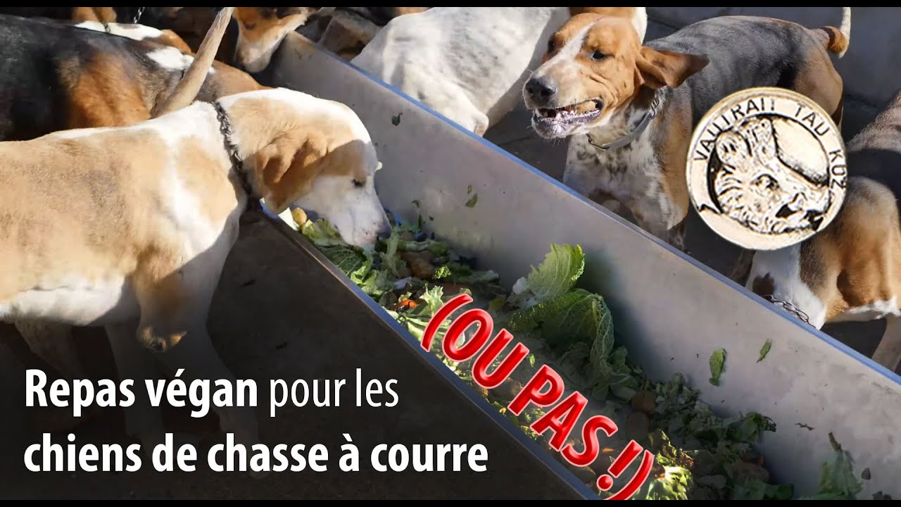 La soupe des chiens au chenil du Vautrait Tad Koz