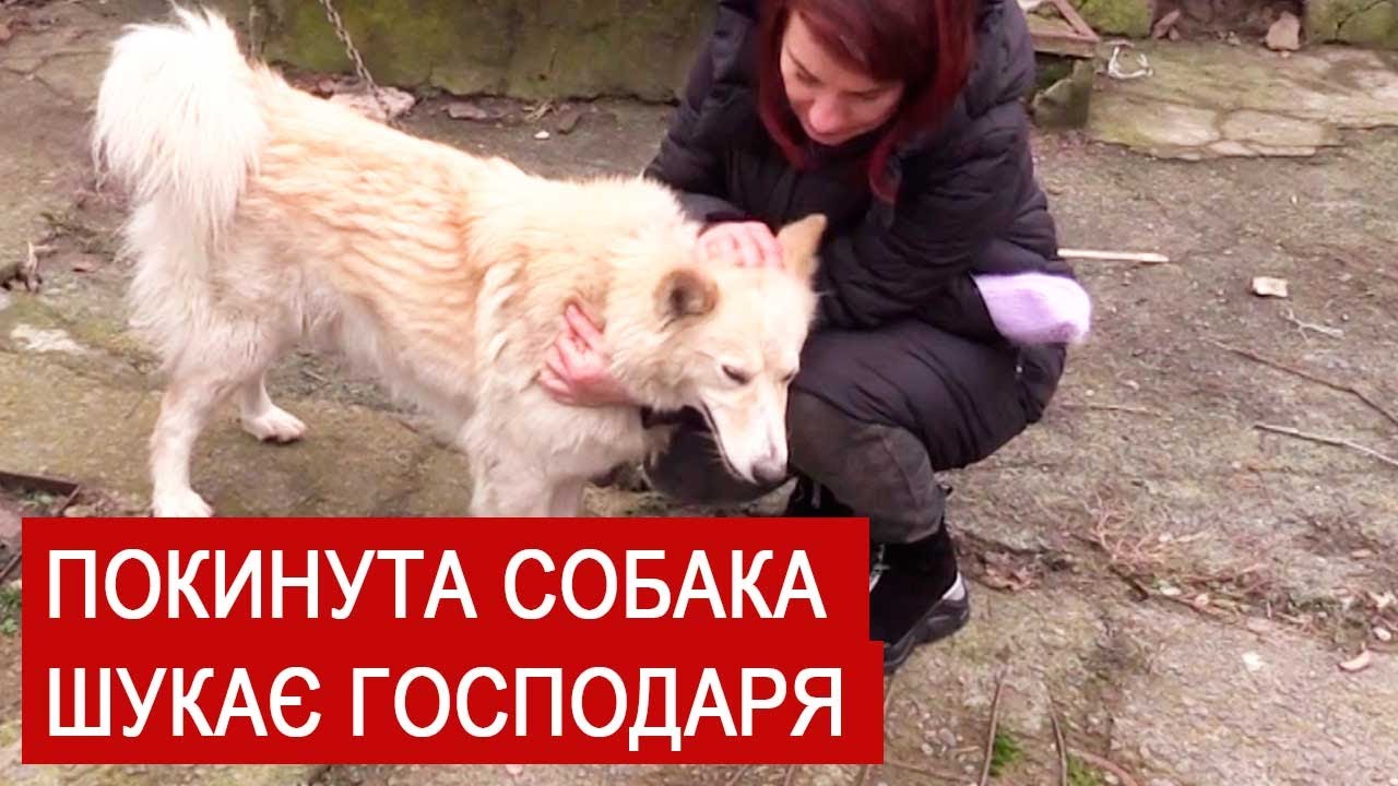 В Гайсинському районі господарі позбулись собаки