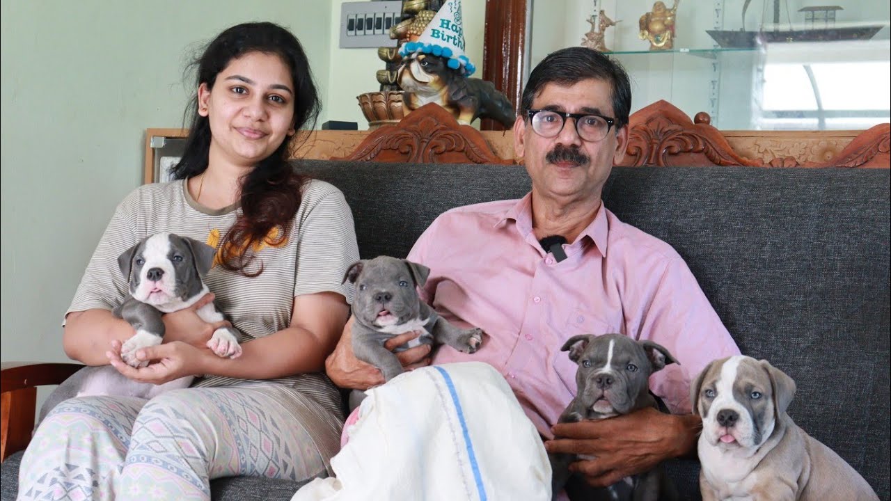 വീടിനുള്ളിൽ 20 ൽ അധികം ഡോഗ്സിനെ വളർത്തുന്ന എയർ ഫോഴ്‌സുകാരൻ|American Bully Kennel