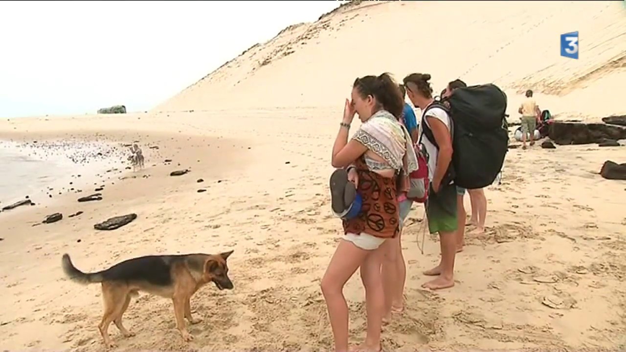 You le phoque refait surface au pied de la dune du Pilat