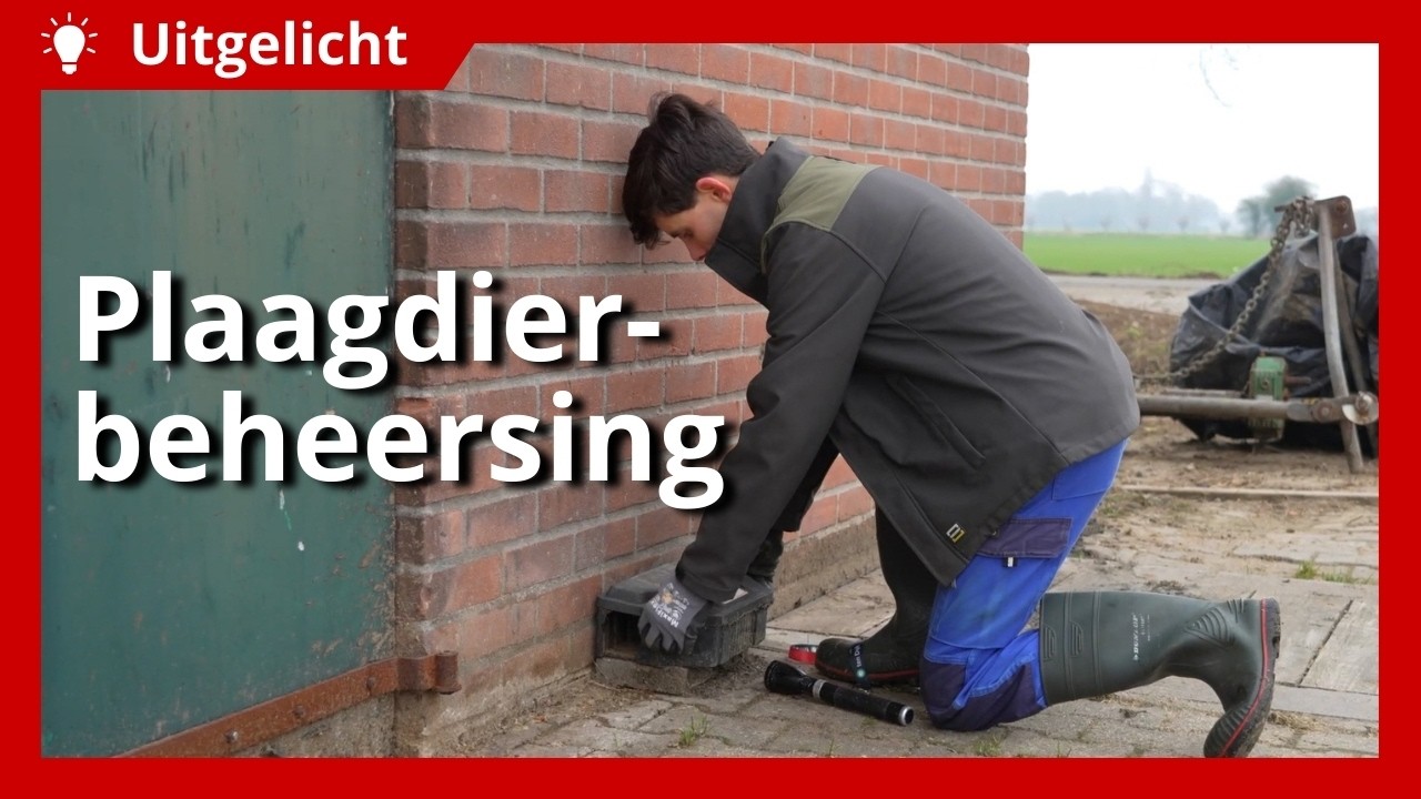 Uitgelicht | Plaagdierbeheersing: hoe weer je ratten van je erf?
