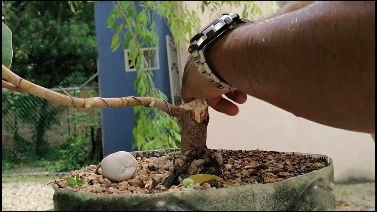 primer diseño de un bonsai de uva de mar 