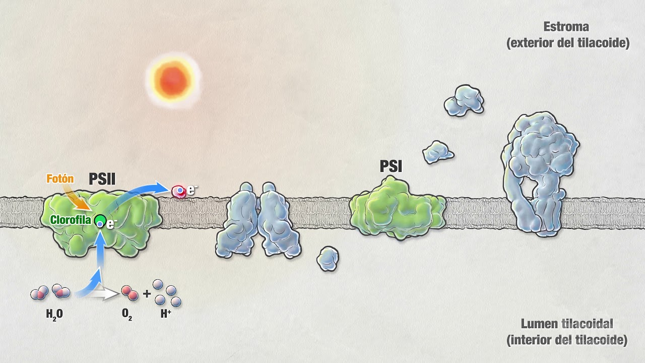 Fotosíntesis: Parte 5: Reacciones luminosas | Video HHMI BioInteractive