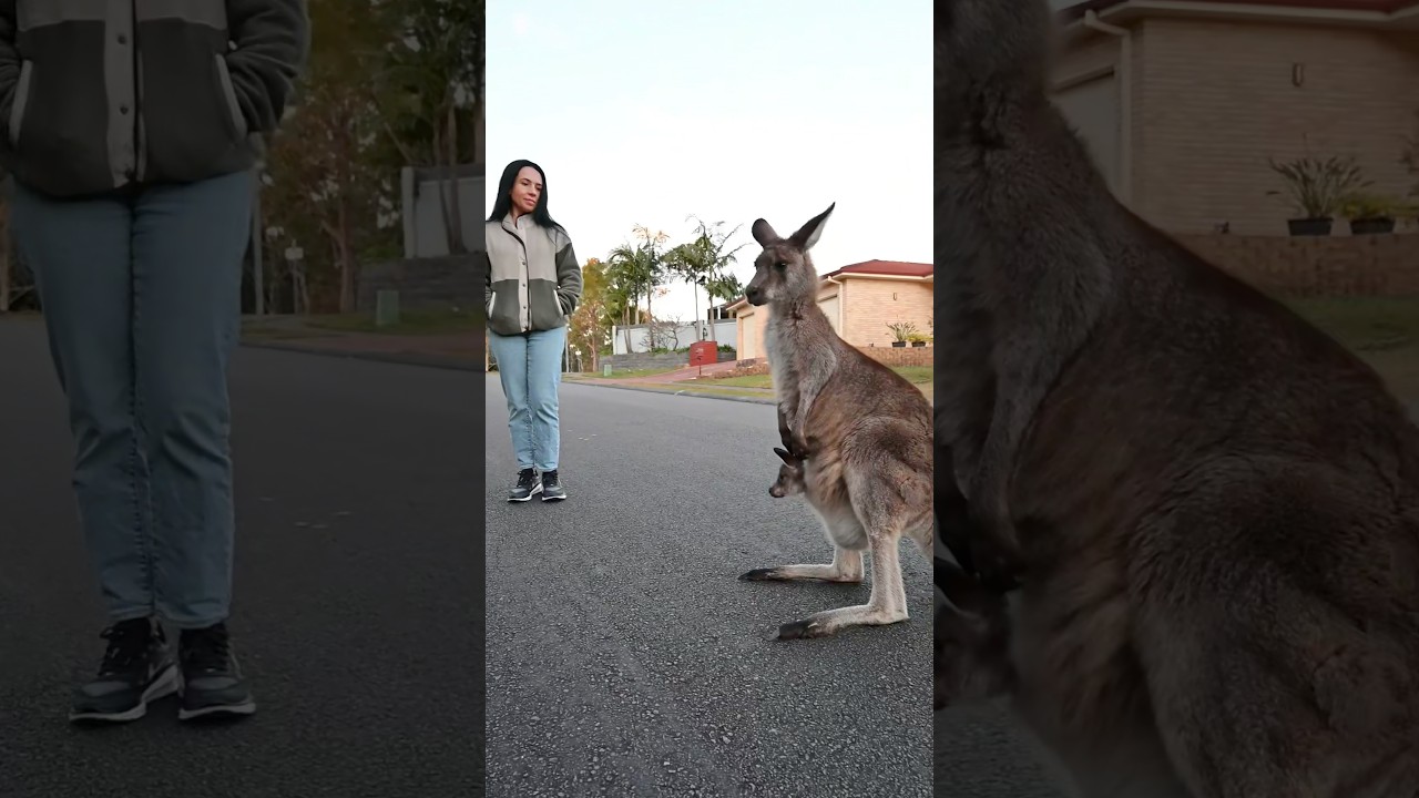 Locals only (kangaroo edition)